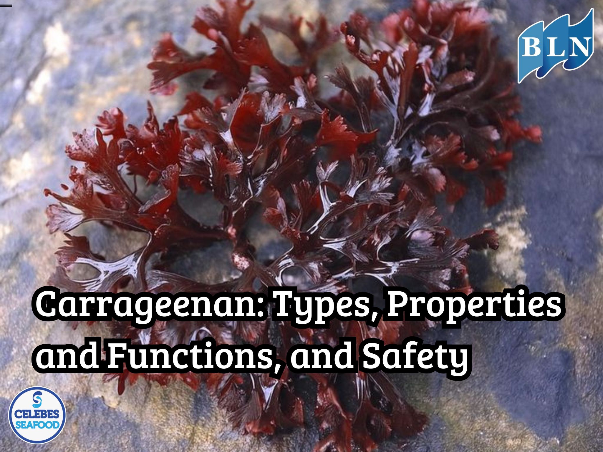 Carrageenan: Types, Properties and Functions, and Safety